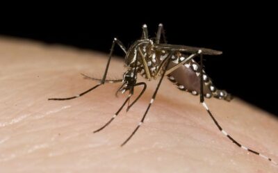 Tips For Dealing With Mosquitoes In The Dominican Republic And Punta Cana