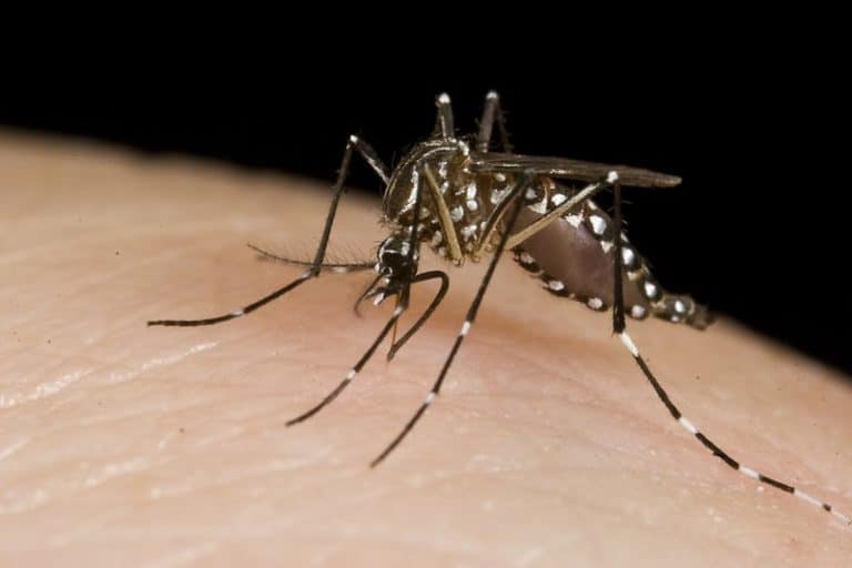 Tips For Dealing With Mosquitoes In The Dominican Republic And Punta Cana