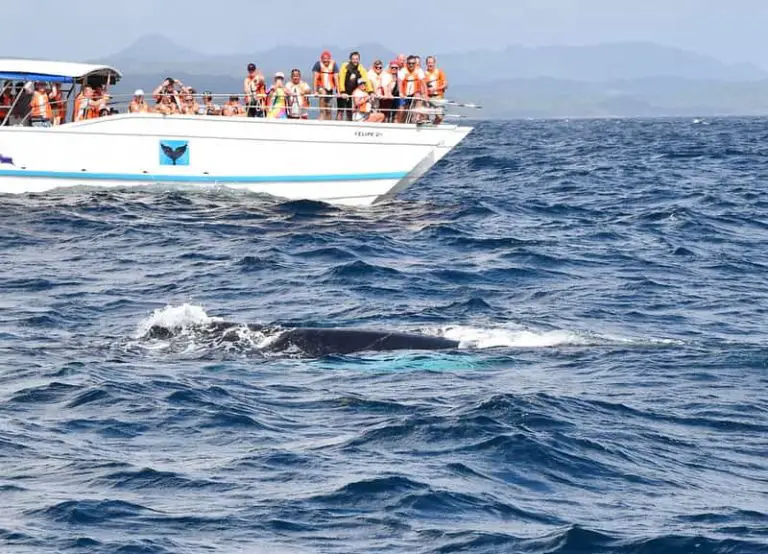 Punta Cana Whale Watching Excursions, Guide To Do Ecotourism Correctly