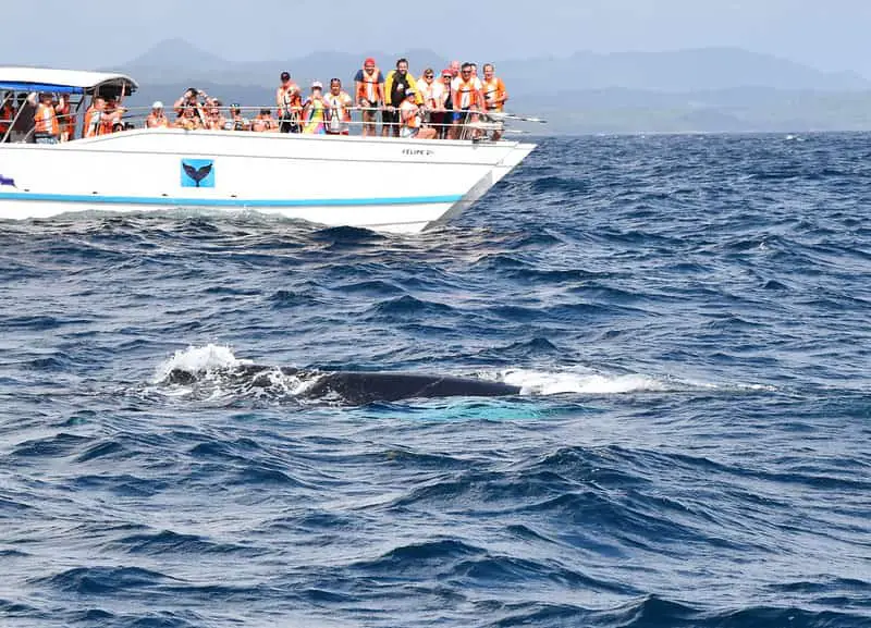 punta cana whale watching excursions