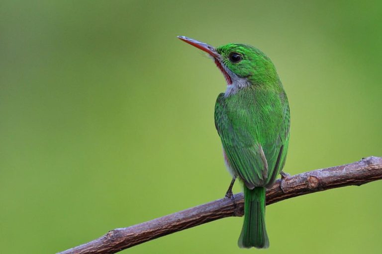 Endemic Birds Of The Dominican Republic And Punta Cana