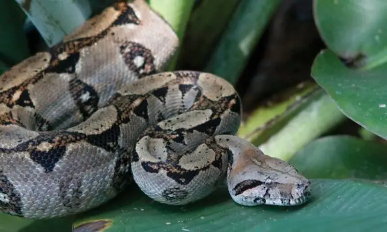 Are There Boa Constrictors In The Dominican Republic?