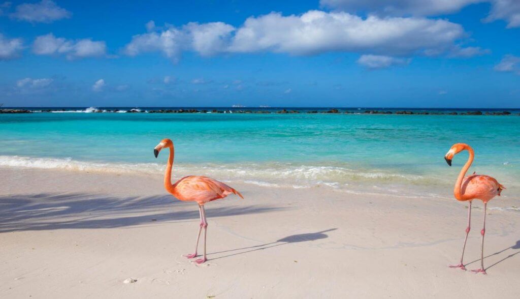 The Best Places to See Flamingos In The Dominican Republic