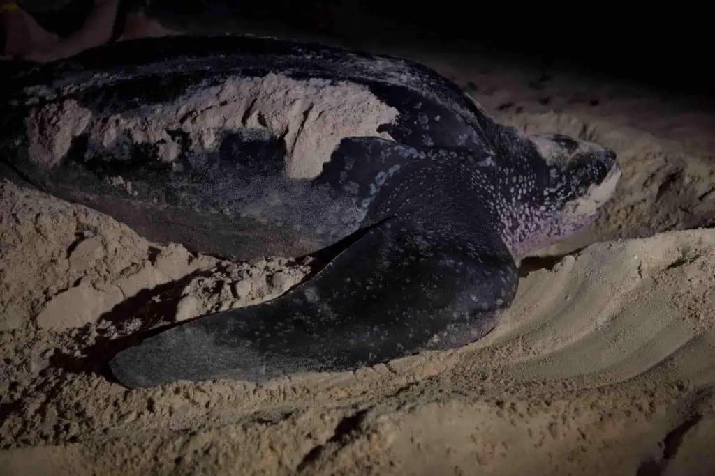 Sea Turtle In Dominican Republic