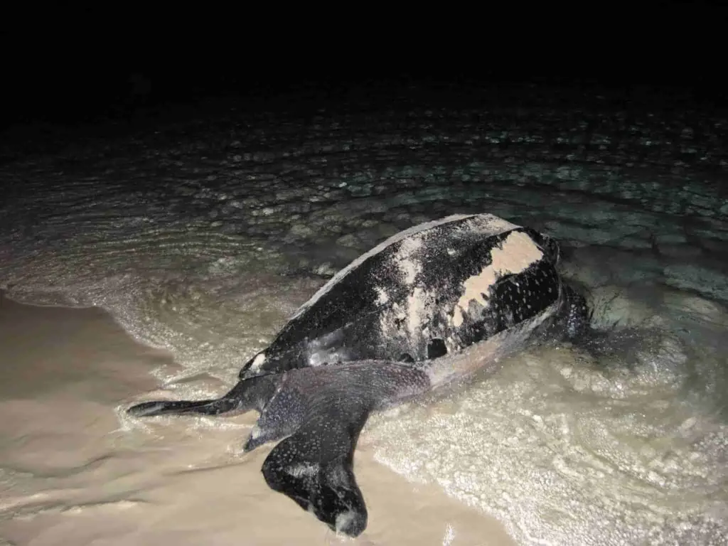 Sea turtle in dominican Republic