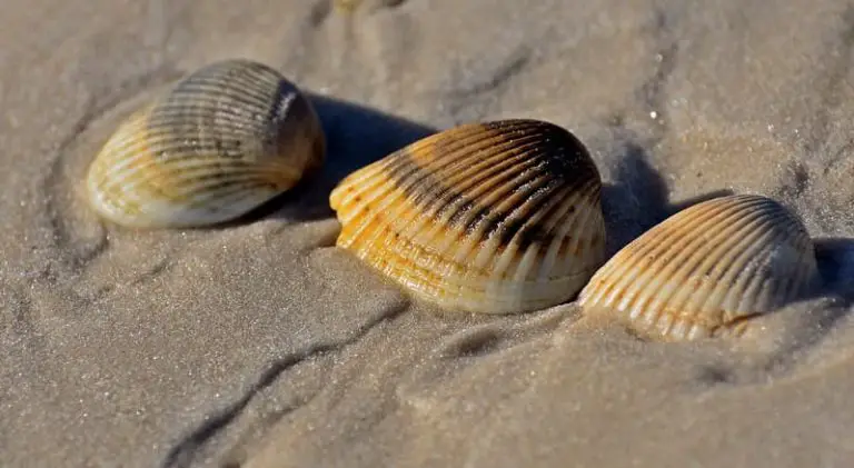 Why You Shouldn’t Take Beach Shells When Visiting The Dominican Republic