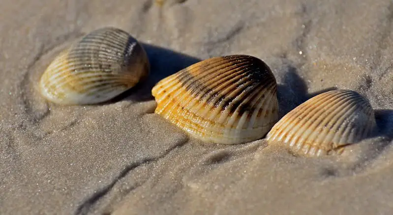 Why you shouldn't take beach shells if you visit the Dominican Republic