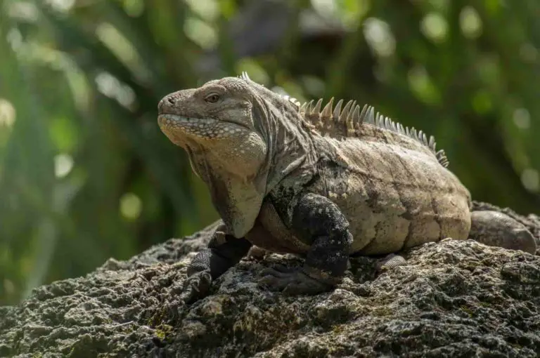 Are There Iguanas In The Dominican Republic? (Solved)