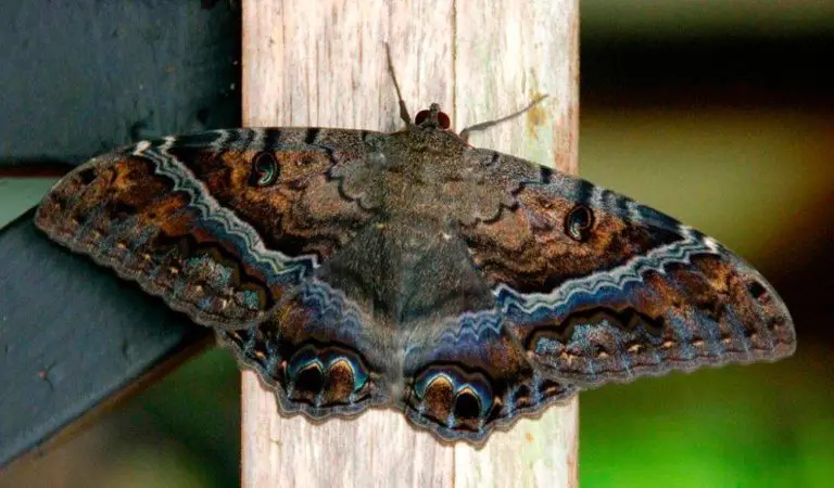 Meaning of the Giant Black Moth in the Dominican Republic’s Culture