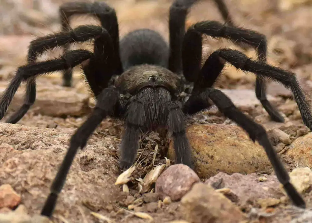 Tarantula in Dominican Republic