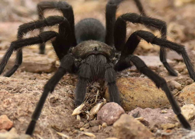 Tarantulas in the Dominican Republic, Should You Worry About Finding One?