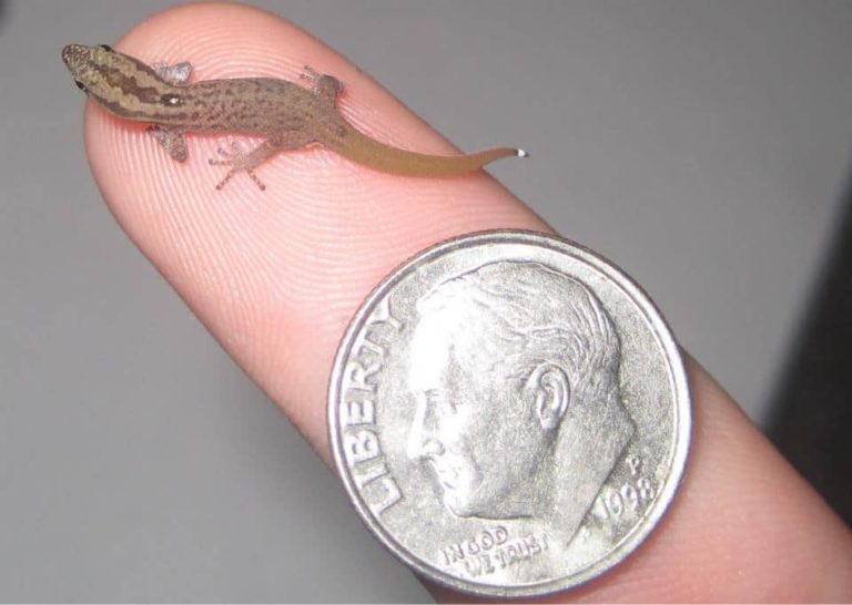 Dwarf Gecko From The Dominican Republic, The World’s Smallest Lizard