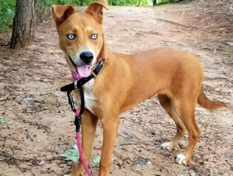 The Pitsky Dog, A Unique Breed Of The Dominican Republic