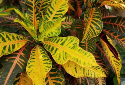 Plants In The Dominican Republic That Can Cause Allergies (With Pictures)
