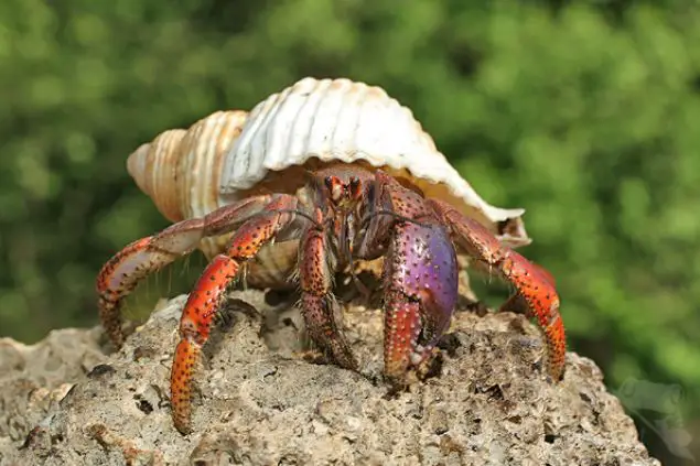 Are There Hermit Crabs in the Dominican Republic? (Solved)