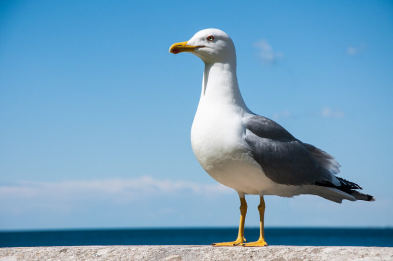 Are there Seagulls in the Dominican Republic? (Solved)