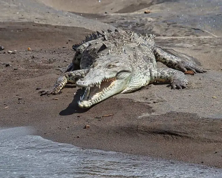 Do Crocodiles in Dominican Republic Attack People? (Solved)