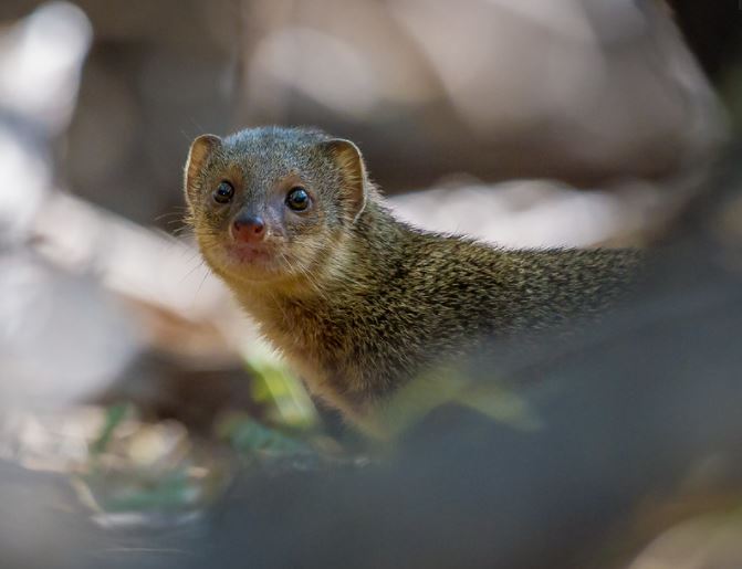 Who Brought the Ferrets to the Dominican Republic? (Solved)