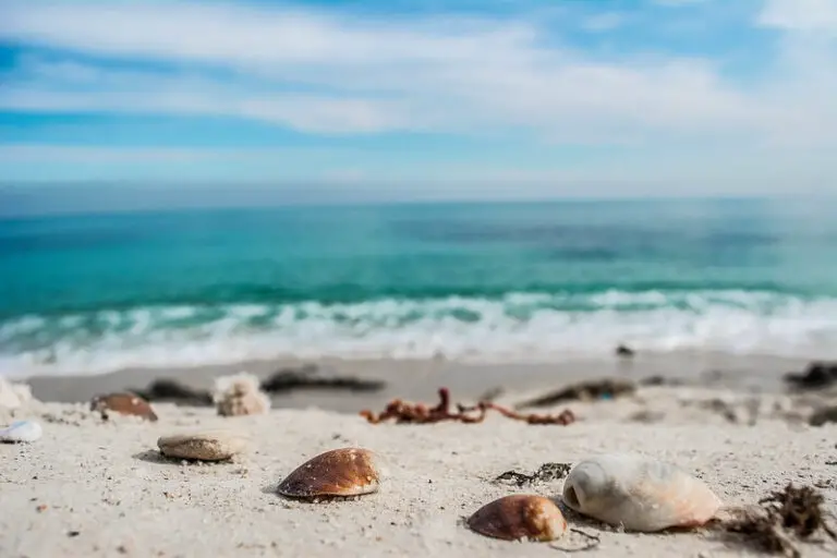 The Most Beautiful Beach Shells In The Dominican Republic