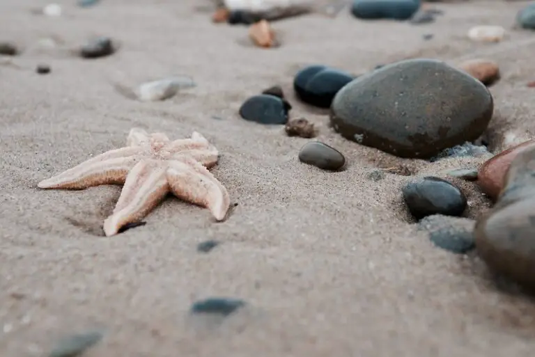 Are There Starfish In The Dominican Republic And Punta Cana?