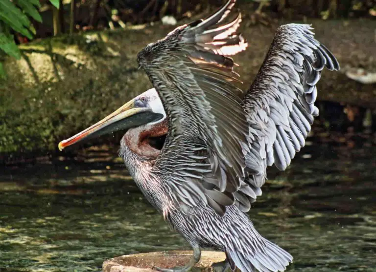 The Best Place to See Pelicans In The Dominican Republic