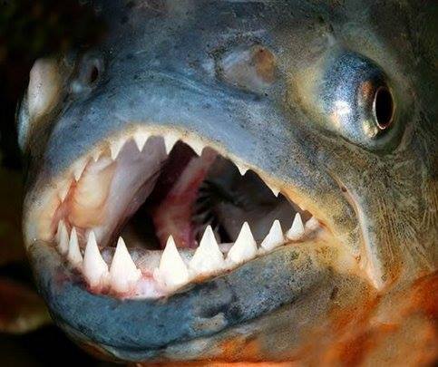 Are There Piranhas In The Dominican Republic?