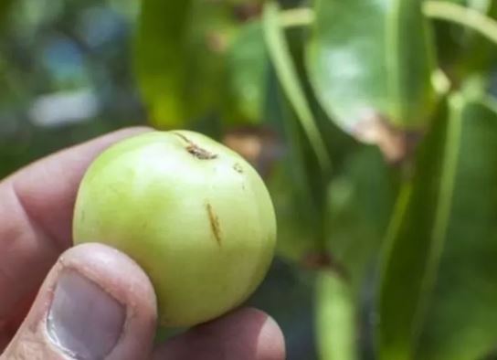 Don’t Try This Fruit In the Dominican Republic