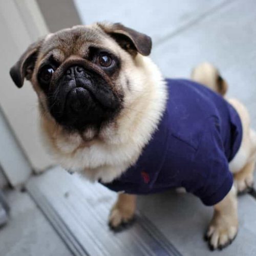 pug