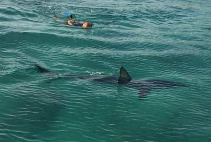 Blue Shark Dominican Republic